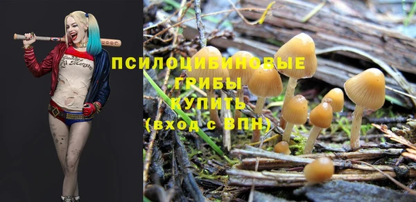 PSILOCYBIN Кодинск